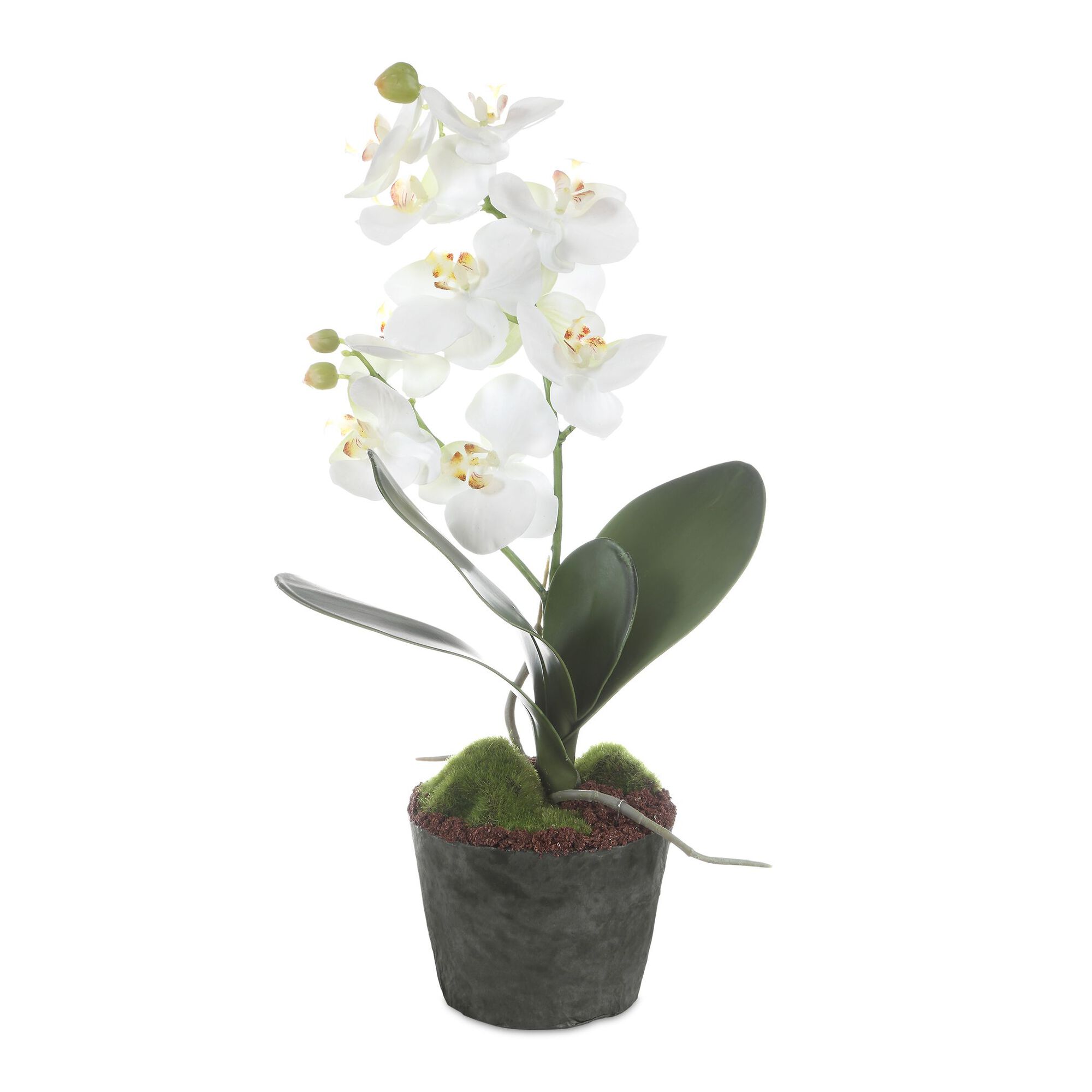 Laris Botanical,