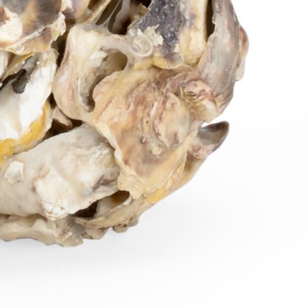 OYSTER SHELL CANDLEHOLDER (PR) Candle Holder by Chelsea House