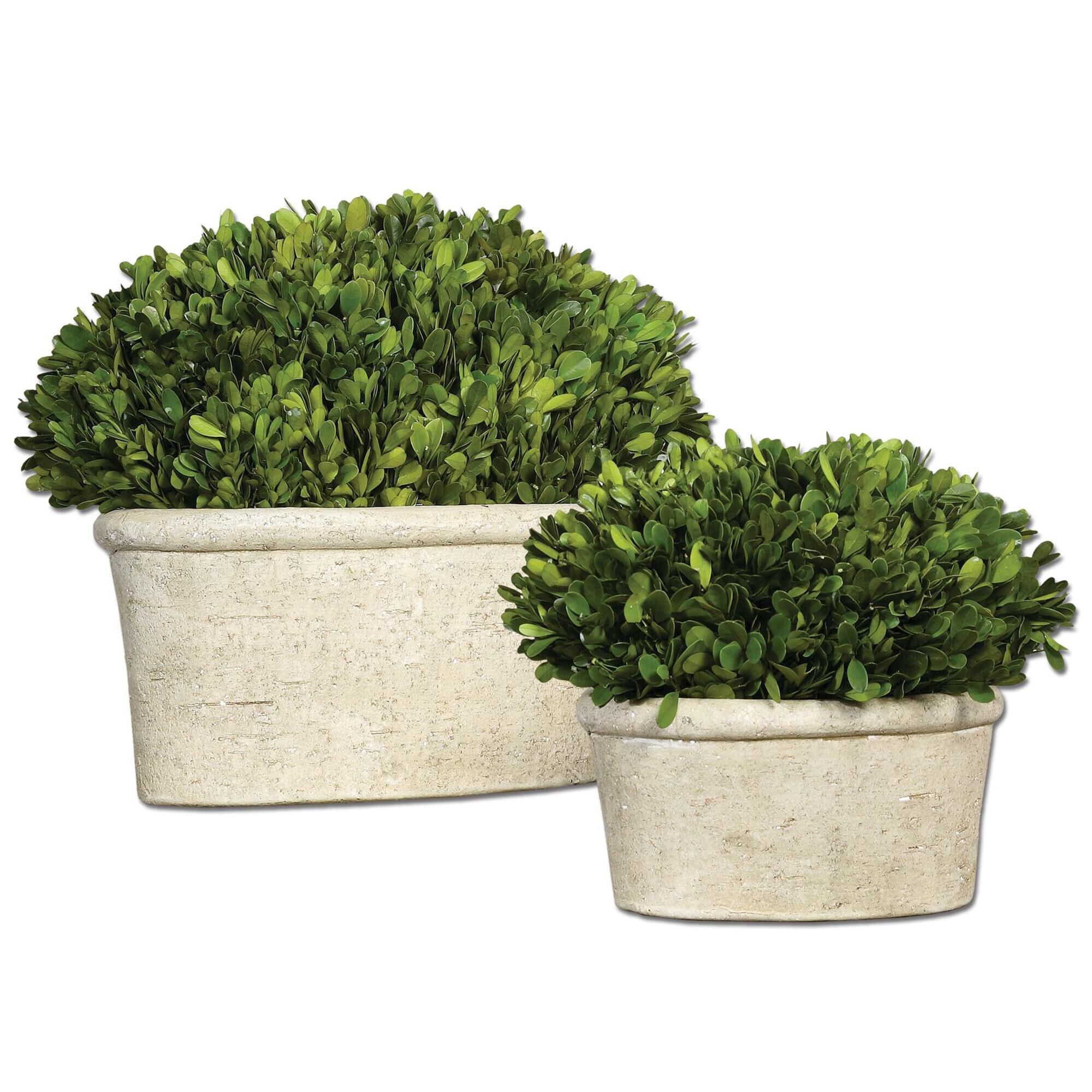 Preserved Boxwood Botanical by Uttermost