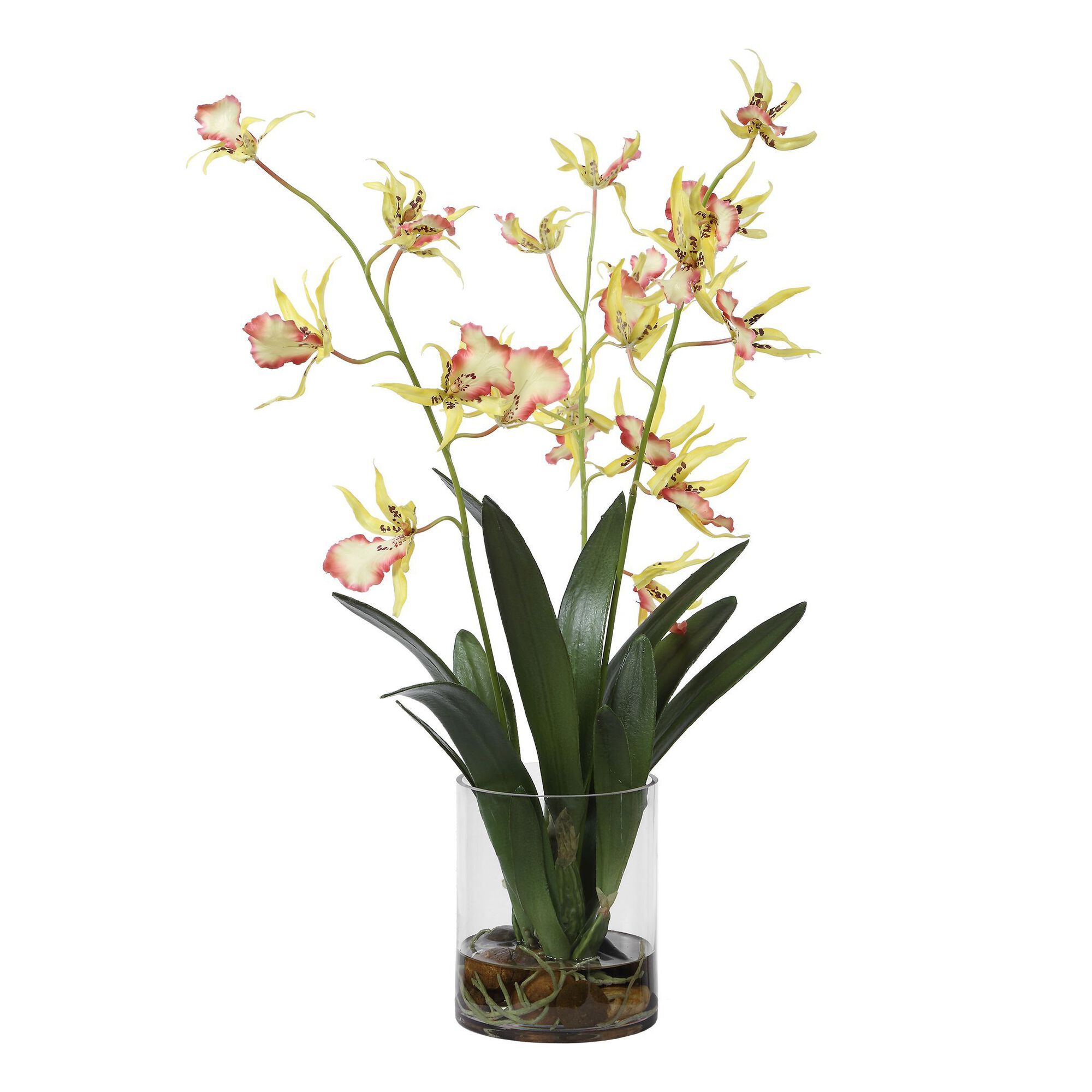 Spider Botanical,