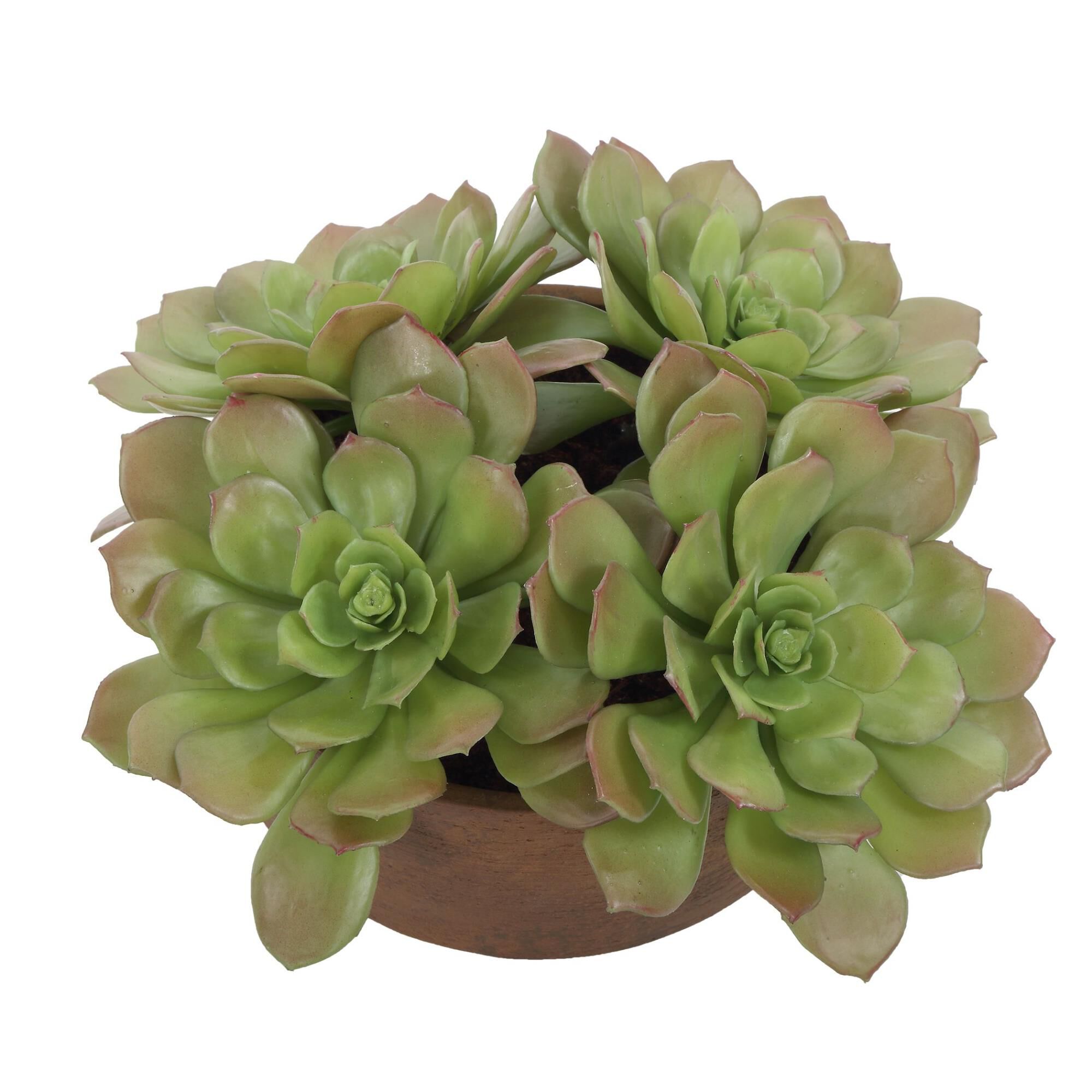 Constance Lael-Linyard Sable Succulent Botanical by Uttermost
