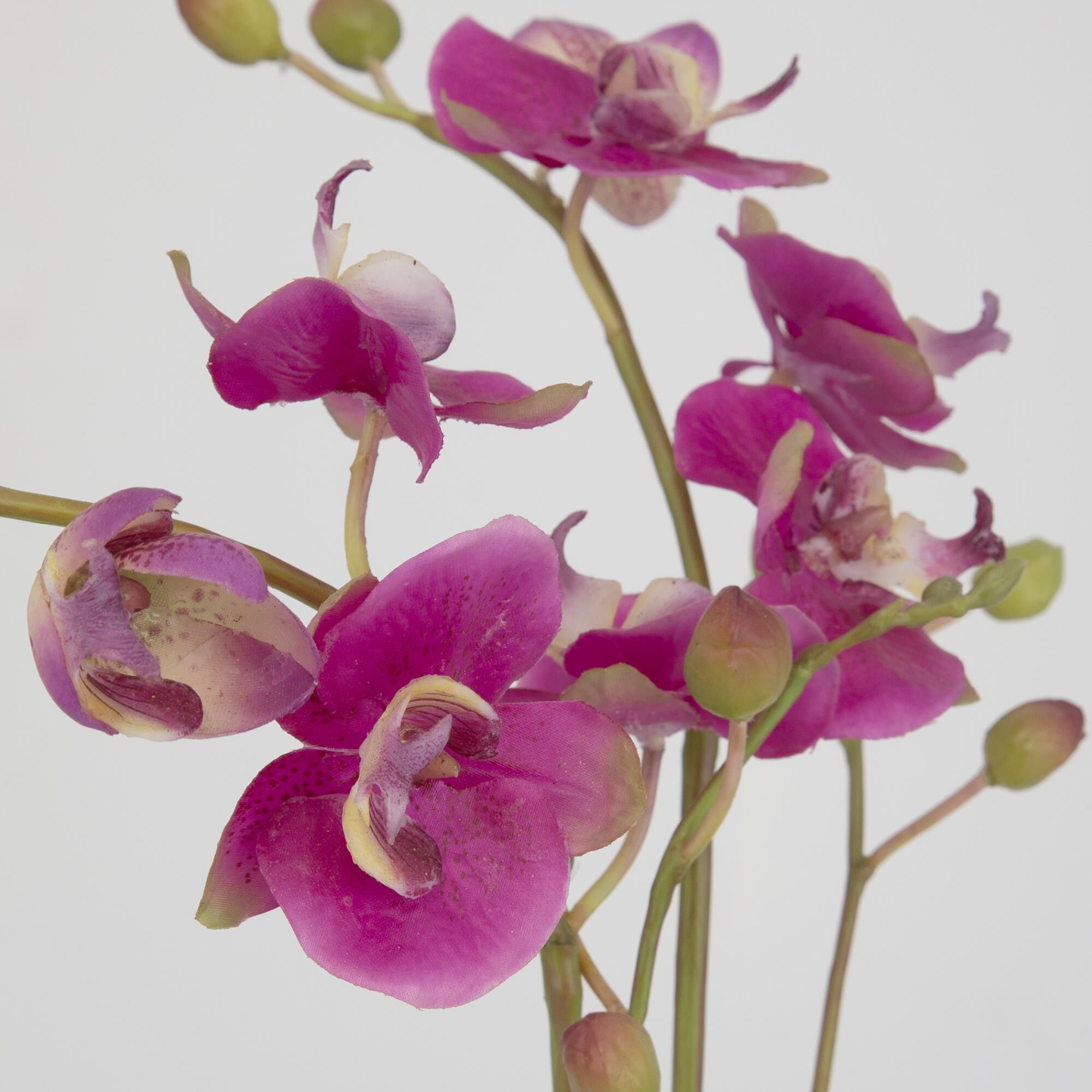 Shown in Symbolic Of Grace And Elegance This Fuchsia Orchid Adds An Elegant Touch To Any Tabletop. The Plant  finish