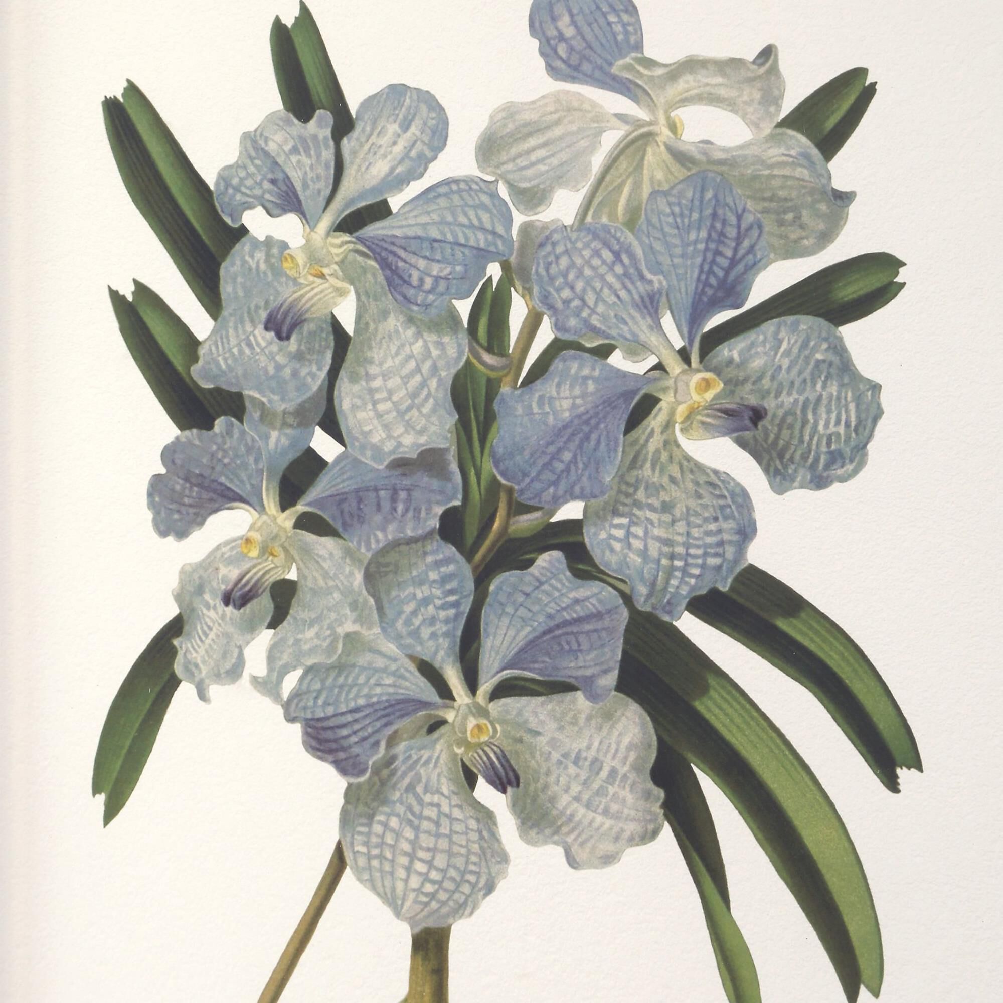 Grace Feyock Orchid 25 Inch Art Print by Uttermost