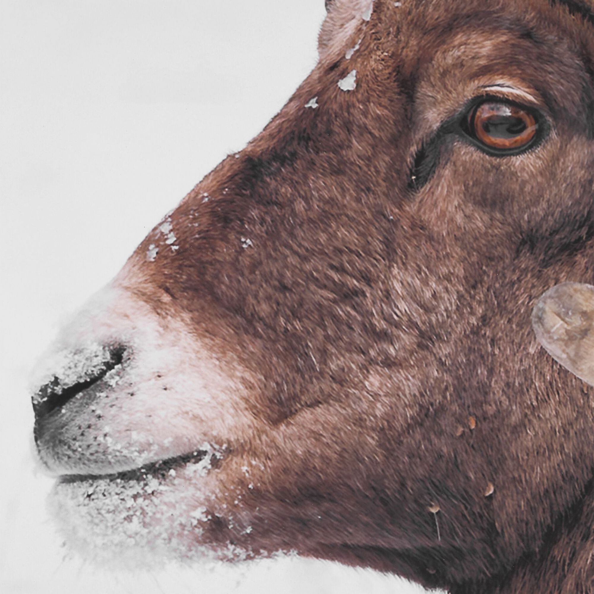 Big Horn Print,