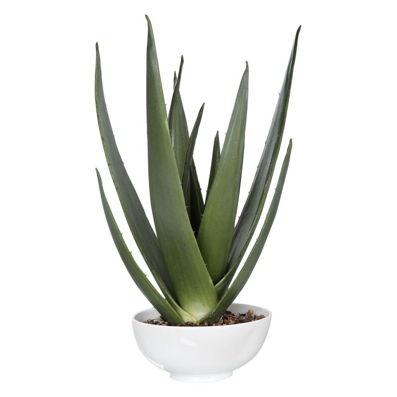 Uttermost Evarado Aloe Planter Botanical by Uttermost