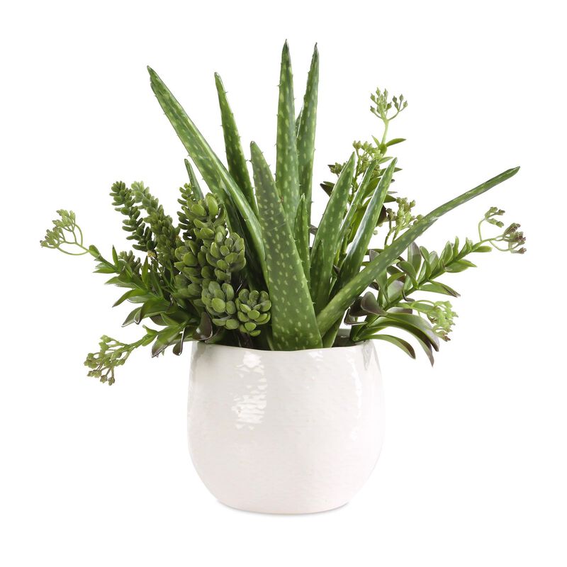 Constance Lael-Linyard Sundown Succulent 17 Inch Botanical by Uttermost