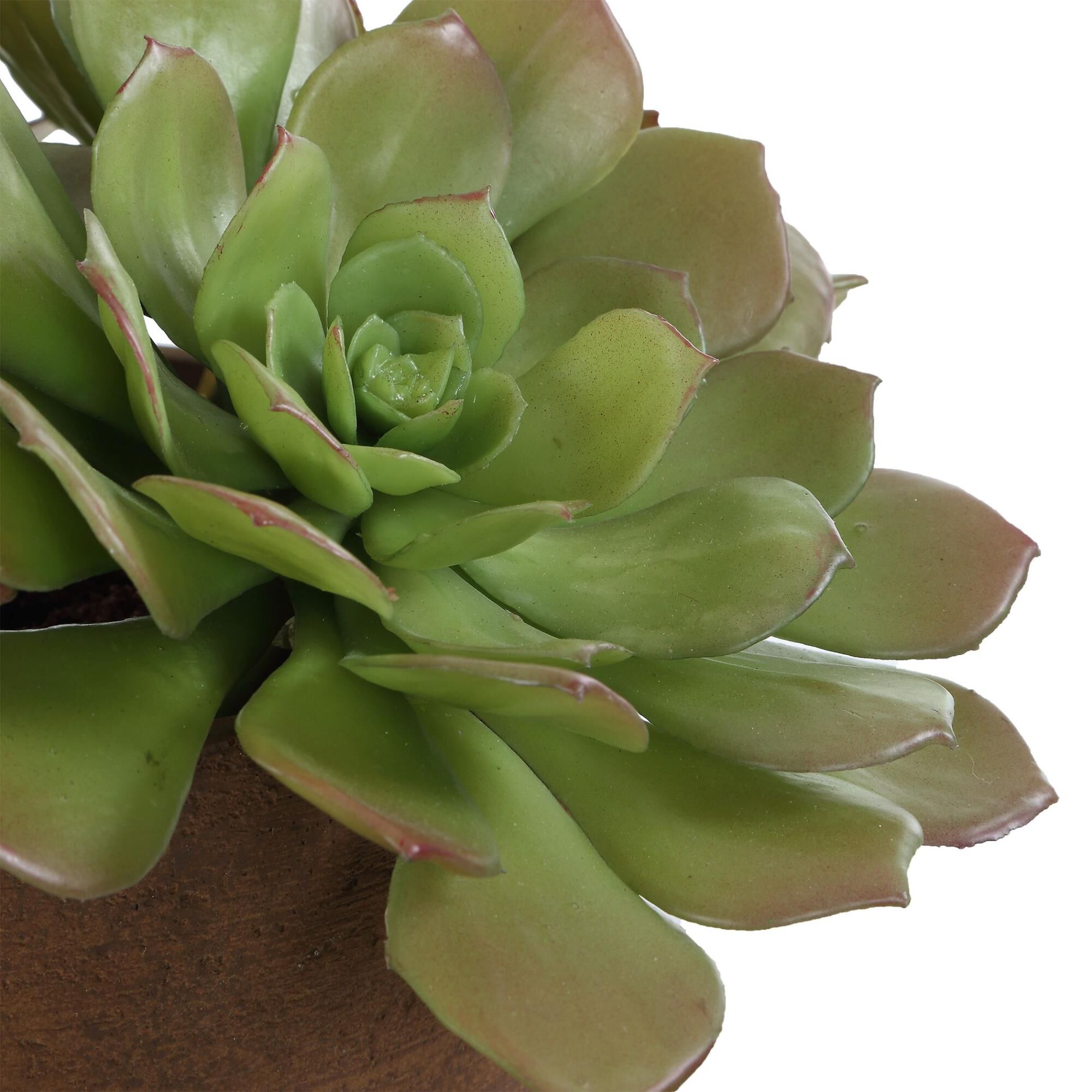 Constance Lael-Linyard Sable Succulent Botanical by Uttermost