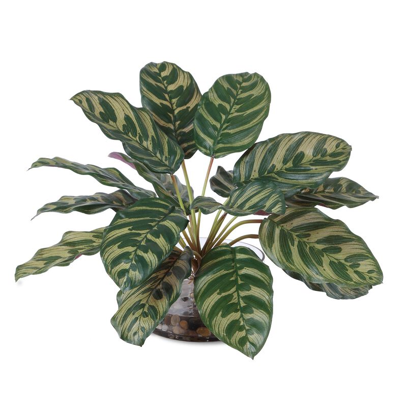 Peacock Botanical by Uttermost