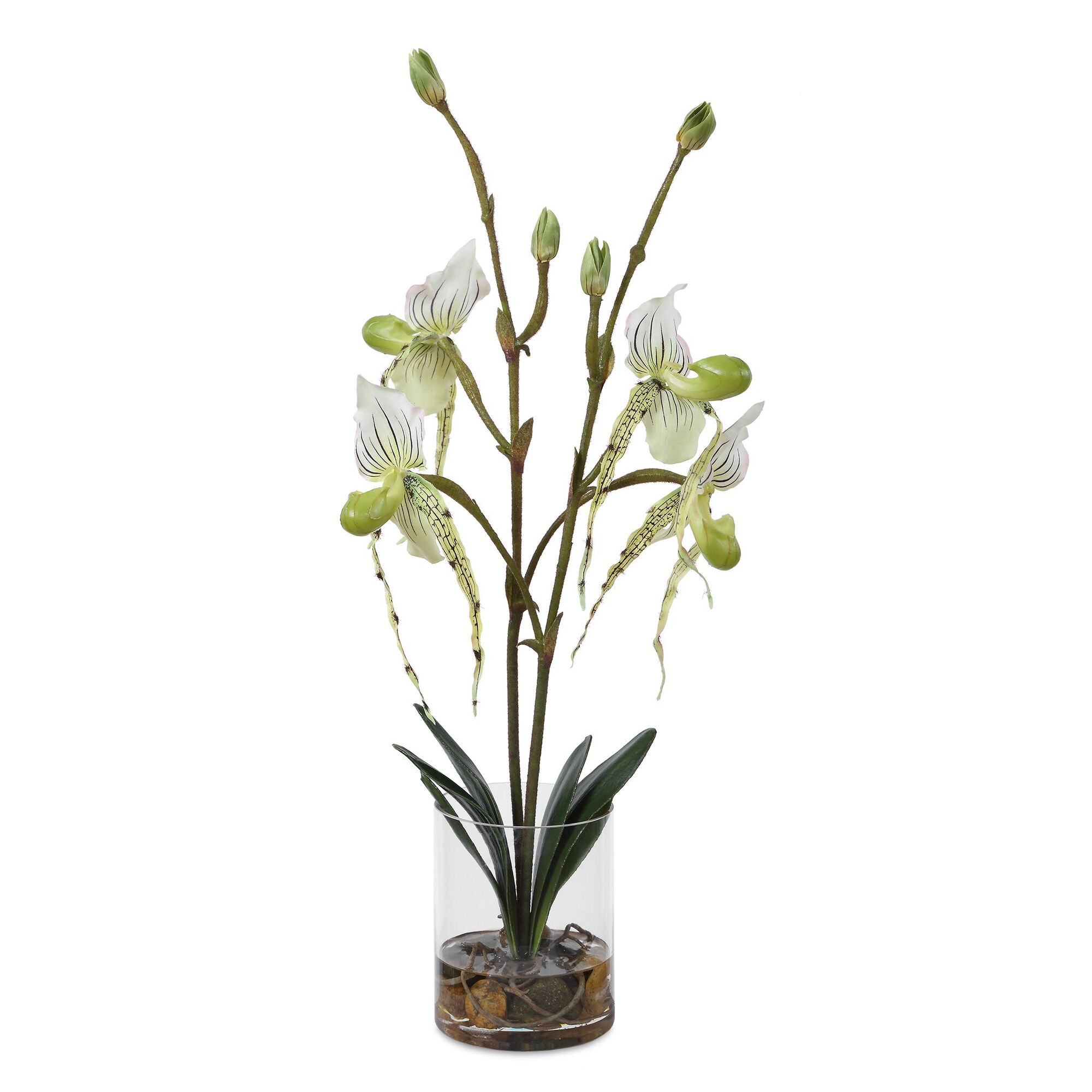 Lady Botanical,