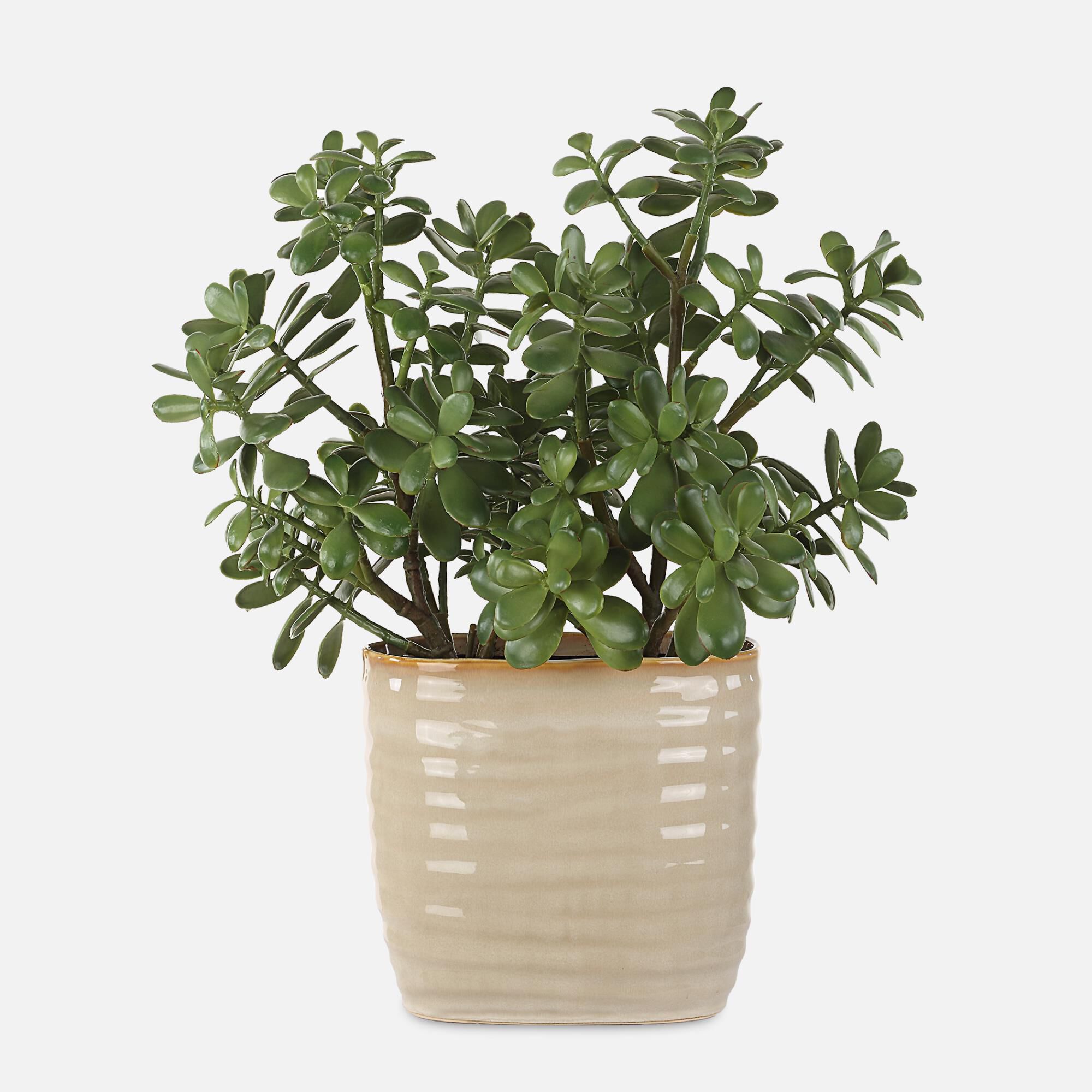 Constance Lael-Linyard Crassula Jade 14 Inch Botanical by Uttermost
