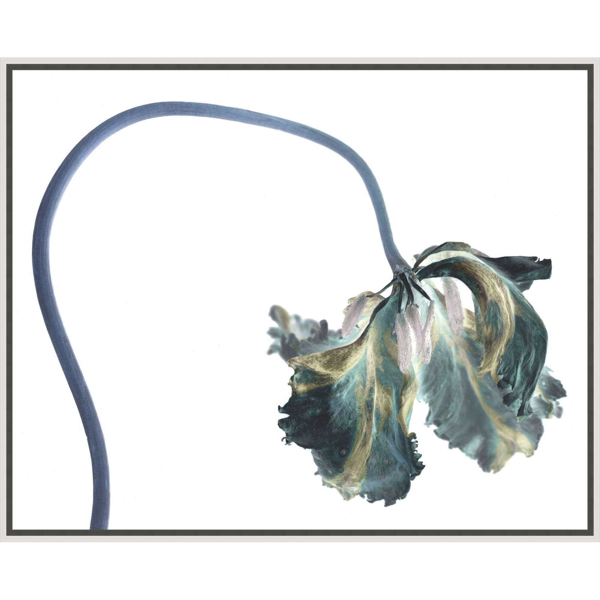 Kate Blacklock Profile X-Ray Print by LEVEL57