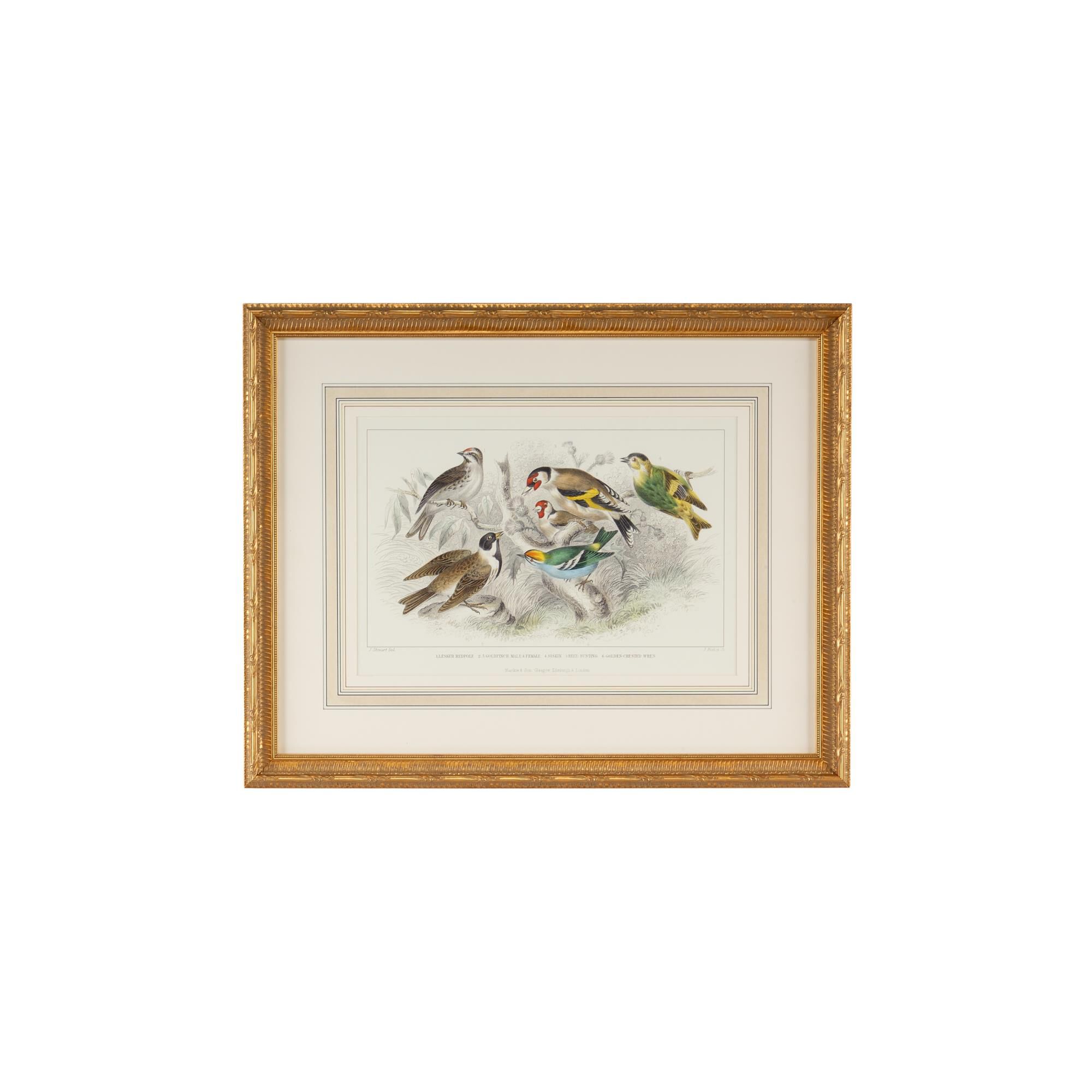 GOLD FINCH,BUNTING & WRENS Print by Chelsea House
