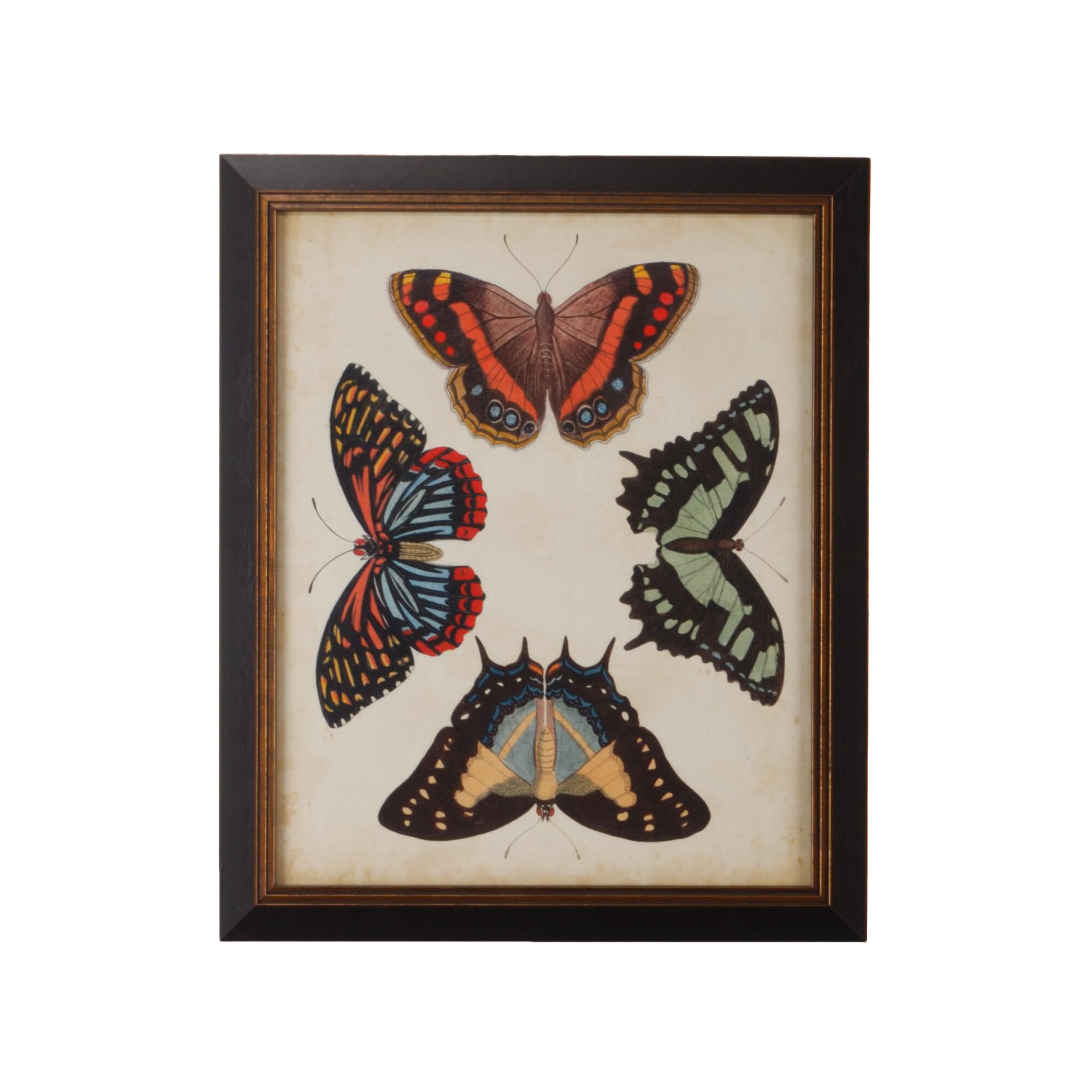 DISPLAY OF BUTTERFLIES IV Print by Chelsea House